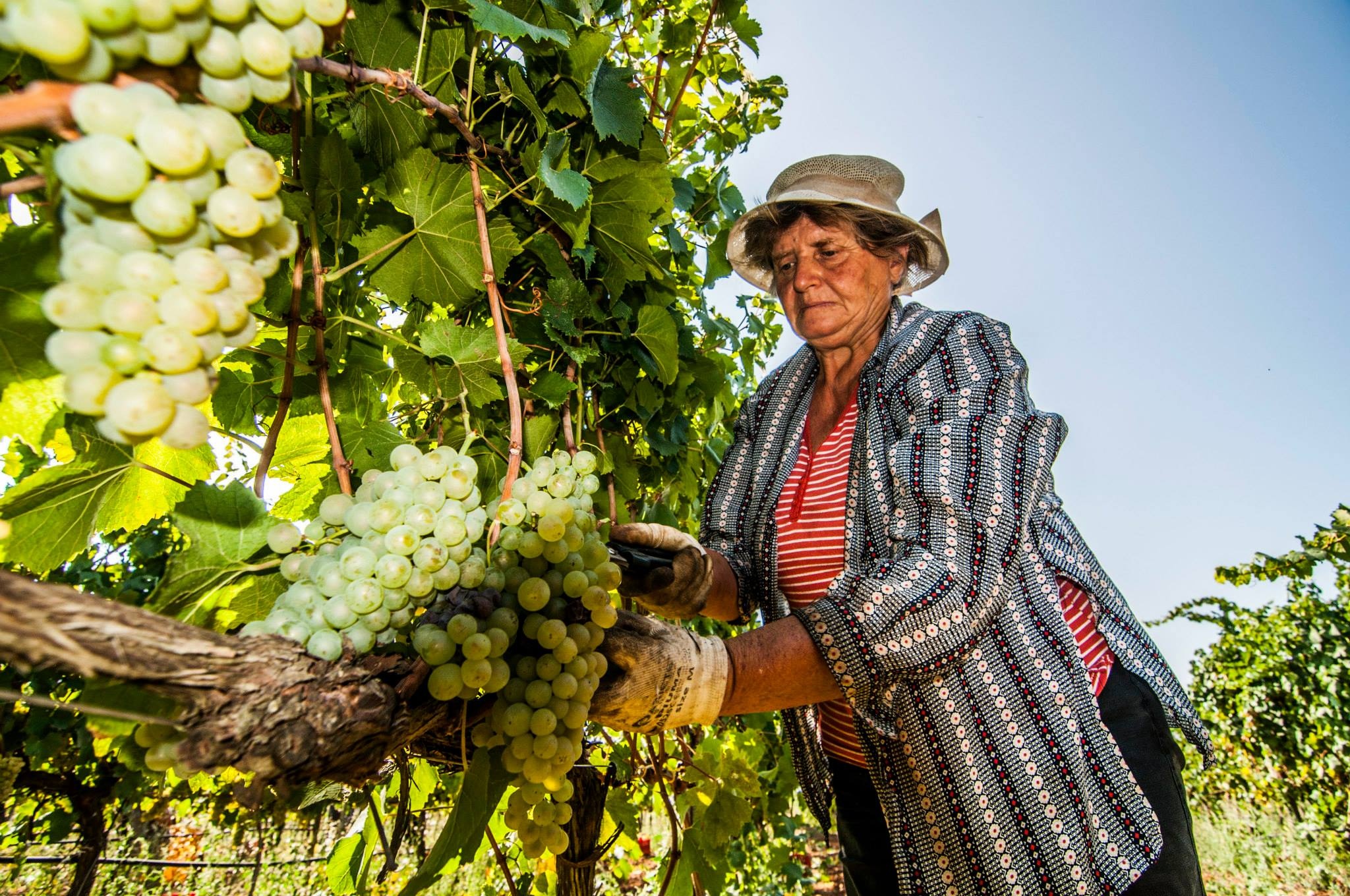 Cata de vinos de lujo en Alberobello